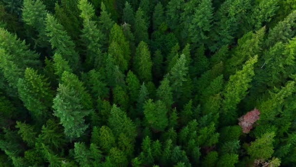 Voar Sobre Floresta Coníferas Fundo Natural British Columbia Canadá — Vídeo de Stock