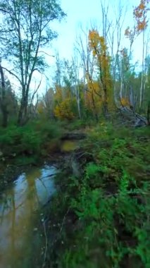 Gizemli sonbahar ormanlarındaki dallara yakın ağaçlar arasında nehir boyunca pürüzsüz bir uçuş. POV FPV insansız hava aracı ile çekildi. British Columbia, Kanada. Dikey video