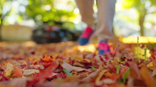 ジョギングや夕日を歩いている間に靴ひもを結ぶ女性 秋の黄色い葉 — ストック動画