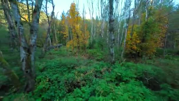 在神秘的秋天森林的树枝附近的树之间平稳地飞翔 Pov用Fpv无人机拍摄 加拿大不列颠哥伦比亚省 — 图库视频影像