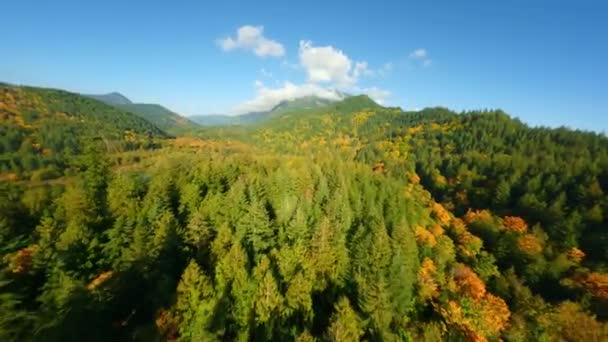 加拿大美丽的秋天风景 不列颠哥伦比亚省哈里森湖附近山坡上五彩斑斓的森林的空中景观 被Fpv无人机击中 — 图库视频影像