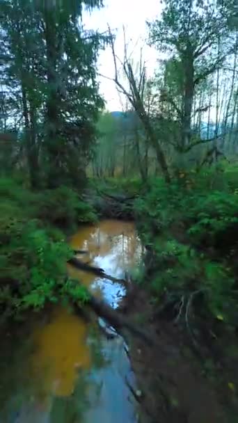 在神秘的秋天的森林里 沿着河流 在紧挨树枝的树木间平稳地飞翔 Pov用Fpv无人机拍摄 不列颠哥伦比亚省 加拿大 垂直录像 — 图库视频影像