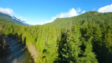 Dağ manzarası üzerinde FPV insansız hava aracı ile uçmak ve büyük taşların arasında akan ve kıyılarda ağaçlarla çevrili bir nehir. Vancouver, British Columbia, Kanada. 