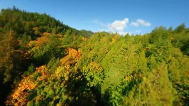 Kanada 'da göz kamaştırıcı sonbahar manzarası. Harrison Gölü yakınlarındaki dağ yamaçlarındaki renkli ormanın havadan görünüşü, British Columbia. FPV insansız hava aracı tarafından çekildi.