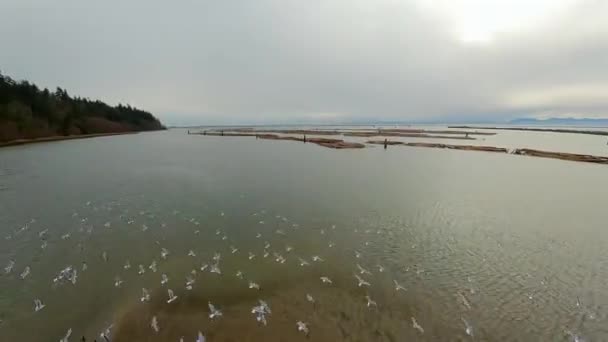 Una Bandada Aves Aleja Hermosa Orilla Del Océano Columbia Británica — Vídeos de Stock