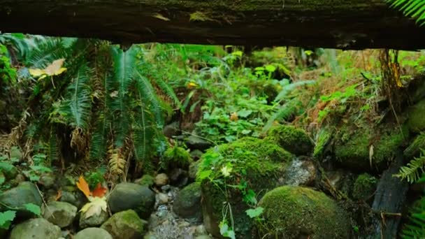 Idąc Przez Bujny Zielony Las Wzdłuż Strumienia Oszałamiająca Kanadyjska Natura — Wideo stockowe