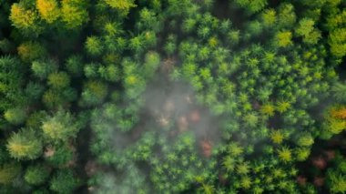 Yukarıdan bakınca bulutların arasında yoğun, yeşil bir çam ormanı görünüyor. Doğal ve bereketli bir ortam yaratıyor. Kamera yükseliyor ve dönüyor. British Columbia, Kanada