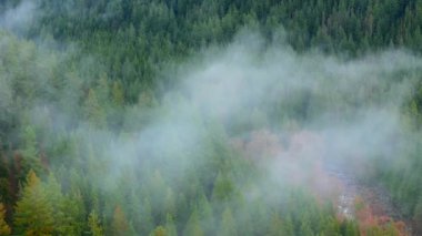 Hava görüntüsü bulutların arasında yoğun bir ormanın doğal ve yemyeşil bir ortam yarattığını gösteriyor. British Columbia, Kanada