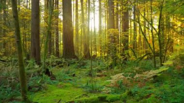 Bereketli yeşil ormanda ilerliyoruz. Şaşırtıcı Kanada doğası. British Columbia, Kanada. 