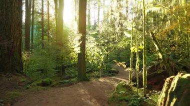 Güzel günbatımında yol boyunca yemyeşil ormanda ilerlemek. Şaşırtıcı Kanada doğası. British Columbia, Kanada. 