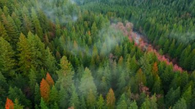 Hava görüntüsü bulutlu yoğun bir orman gösteriyor. Doğal ve yemyeşil bir ortam yaratıyor. British Columbia, Kanada