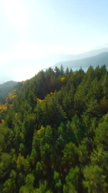 Kanada 'da göz kamaştırıcı sonbahar manzarası. Harrison Gölü yakınlarındaki dağ yamaçlarındaki renkli ormanın havadan görünüşü, British Columbia. FPV insansız hava aracı tarafından vuruldu. Dikey video