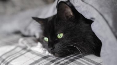 Yeşil gözlü, siyah tüylü kedi yatakta bir battaniyeye sarılı yatıyor. Cadılar Bayramı sembolü