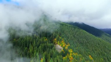 Kanada 'da göz kamaştırıcı sonbahar manzarası, British Columbia. Dağ yamaçlarındaki renkli ormanın bulutların arasından havadan görünüşü. 