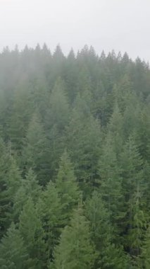 Güzel dağ manzarasının havadan görünüşü. Yağmurdan sonra dağ yamaçlarında kozalaklı ormanlarla kaplı sis yükseliyor. British Columbia, Kanada