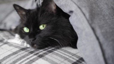 Yeşil gözlü, siyah tüylü kedi yatakta bir battaniyeye sarılı yatıyor. Cadılar Bayramı sembolü