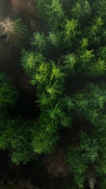 Yukarıdan bakınca bulutların arasında yoğun, yeşil bir çam ormanı görünüyor. Doğal ve bereketli bir ortam yaratıyor. British Columbia, Kanada. Dikey video