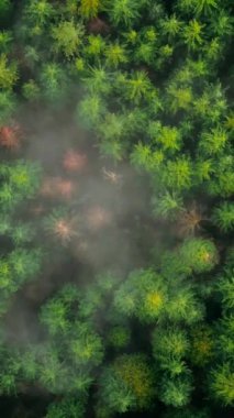 Yukarıdan bakınca bulutların arasında yoğun, yeşil bir çam ormanı görünüyor. Doğal ve bereketli bir ortam yaratıyor. British Columbia, Kanada. Dikey video
