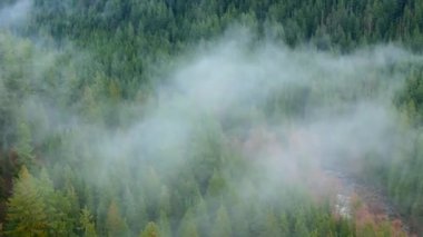 Hava görüntüsü bulutların arasında yoğun bir ormanın doğal ve yemyeşil bir ortam yarattığını gösteriyor. Sonbahar manzarası. British Columbia, Kanada