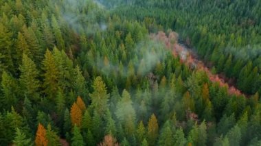 Hava görüntüsü bulutların arasında yoğun bir ormanın doğal ve yemyeşil bir ortam yarattığını gösteriyor. Sonbahar manzarası. British Columbia, Kanada