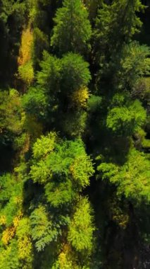 Yukarıdan bakıldığında yoğun, yeşil bir çam ormanının doğal ve yemyeşil bir ortam yarattığını görüyoruz. British Columbia, Kanada