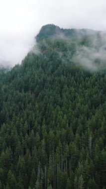 Güzel dağ manzarasının havadan görünüşü. Yağmurdan sonra dağ yamaçlarında kozalaklı ormanlarla kaplı sis yükseliyor. British Columbia, Kanada