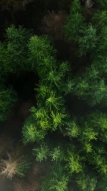 Yukarıdan bakınca bulutların arasında yoğun, yeşil bir çam ormanı görünüyor. Doğal ve bereketli bir ortam yaratıyor. British Columbia, Kanada. Dikey video. Kamera yükselir ve döner