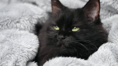 Yeşil gözlü, siyah tüylü kedi yatakta bir battaniyeye sarılı yatıyor. Cadılar Bayramı sembolü