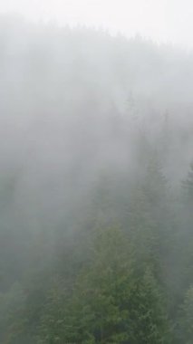 Güzel dağ manzarasının havadan görünüşü. Yağmurdan sonra dağ yamaçlarında kozalaklı ormanlarla kaplı sis yükseliyor. British Columbia, Kanada. Hızlandırılmış video