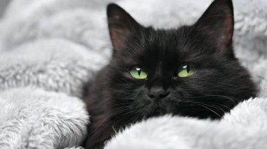 Yeşil gözlü, siyah tüylü kedi yatakta bir battaniyeye sarılı yatıyor. Cadılar Bayramı sembolü