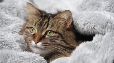 Yumuşak bir battaniyeye sarılı şirin tekir kedi. Sevimli evcil hayvan kavramı.