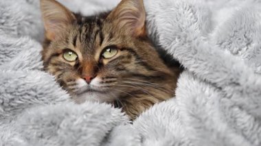 Yumuşak bir battaniyeye sarılı şirin tekir kedi. Sevimli evcil hayvan kavramı.