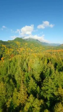 Kanada 'da göz kamaştırıcı sonbahar manzarası. Dağ yamaçlarındaki renkli ormanın havadan görünüşü ve Harrison Gölü, British Columbia. FPV insansız hava aracı tarafından çekildi.