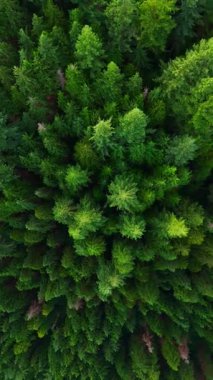 Kozalaklı ormanın yukarıdan aşağı manzarası. Kamera yükseliyor ve dönüyor. Doğal arka plan. British Columbia, Kanada