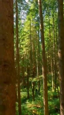Güneşli bir günde muhteşem bir ormanda dallara yakın ağaçlar arasında pürüzsüz bir uçuş. POV FPV insansız hava aracı ile çekildi. British Columbia, Kanada