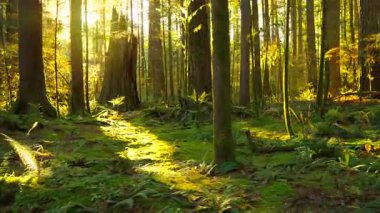 Gün batımında yemyeşil ormanda ilerlemek. Şaşırtıcı Kanada doğası. British Columbia, Kanada. 