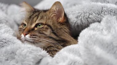 Yumuşak bir battaniyeye sarılı şirin tekir kedi. Sevimli evcil hayvan kavramı.
