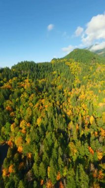 Kanada 'da göz kamaştırıcı sonbahar manzarası, British Columbia. Dağ yamaçlarındaki renkli ormanın ve bulutlu gökyüzünün havadan görünüşü. Dikey video