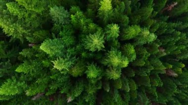 Kozalaklı ormanın yukarıdan aşağı manzarası. Kamera yükseliyor ve dönüyor. Doğal arka plan. British Columbia, Kanada. Hız rampası