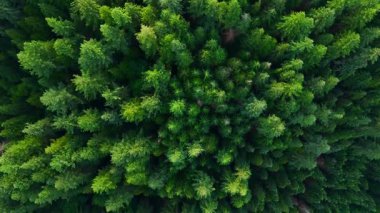 Kozalaklı ormanın yukarıdan aşağı manzarası. Doğal arka plan. British Columbia, Kanada