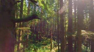 Güneşli bir günde muhteşem bir ormanda dallara yakın ağaçlar arasında pürüzsüz bir uçuş. POV FPV insansız hava aracı ile çekildi. British Columbia, Kanada