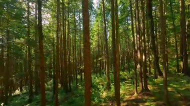 Güneşli bir günde muhteşem bir ormanda dallara yakın ağaçlar arasında pürüzsüz bir uçuş. POV FPV insansız hava aracı ile çekildi. British Columbia, Kanada