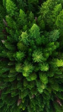 Kozalaklı ormanın yukarıdan aşağı manzarası. Kamera yükseliyor ve dönüyor. Doğal arka plan. British Columbia, Kanada. Hız rampası