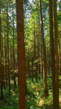 Güneşli bir günde muhteşem bir ormanda dallara yakın ağaçlar arasında pürüzsüz bir uçuş. POV FPV insansız hava aracı ile çekildi. British Columbia, Kanada