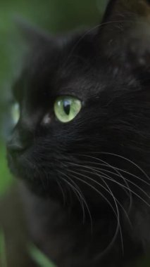 Otların arasındaki güzel siyah kedi. Cadılar Bayramı sembolü.