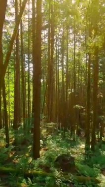 Güneşli bir günde muhteşem bir ormanda dallara yakın ağaçlar arasında pürüzsüz bir uçuş. POV FPV insansız hava aracı ile çekildi. British Columbia, Kanada