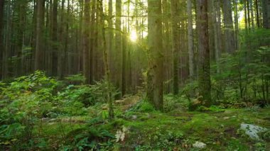 Gün batımında yemyeşil ormanda ilerlemek. Şaşırtıcı Kanada doğası. British Columbia, Kanada. 
