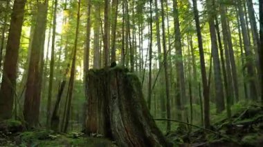 Gün batımında yemyeşil ormanda ilerlemek. Şaşırtıcı Kanada doğası. British Columbia, Kanada. 