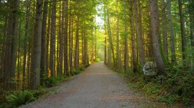 Güzel günbatımında yol boyunca yemyeşil ormanda ilerlemek. Şaşırtıcı Kanada doğası. British Columbia, Kanada.