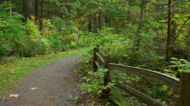 Yol boyunca yemyeşil orman boyunca ilerliyor. Şaşırtıcı Kanada doğası. British Columbia, Kanada.